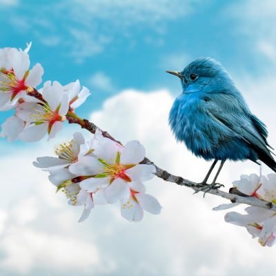 bird-8788491_1280