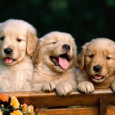 fond-ecran-hd-chiot-golden-retriever