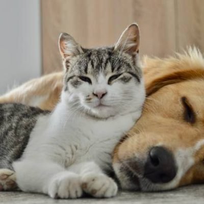 Dog and cat enjoy together
