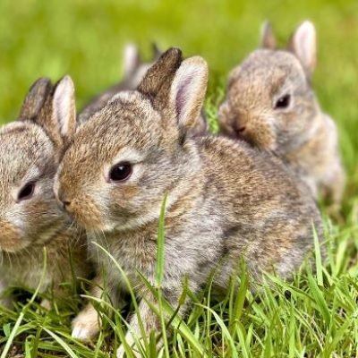 lapin
